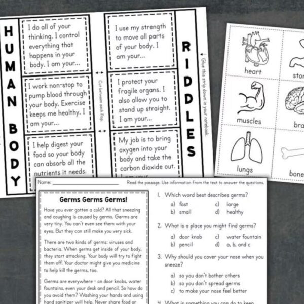 human body worksheets